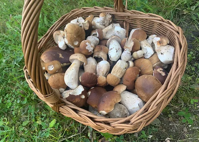 Apartament Apartament Dream Apart Ii